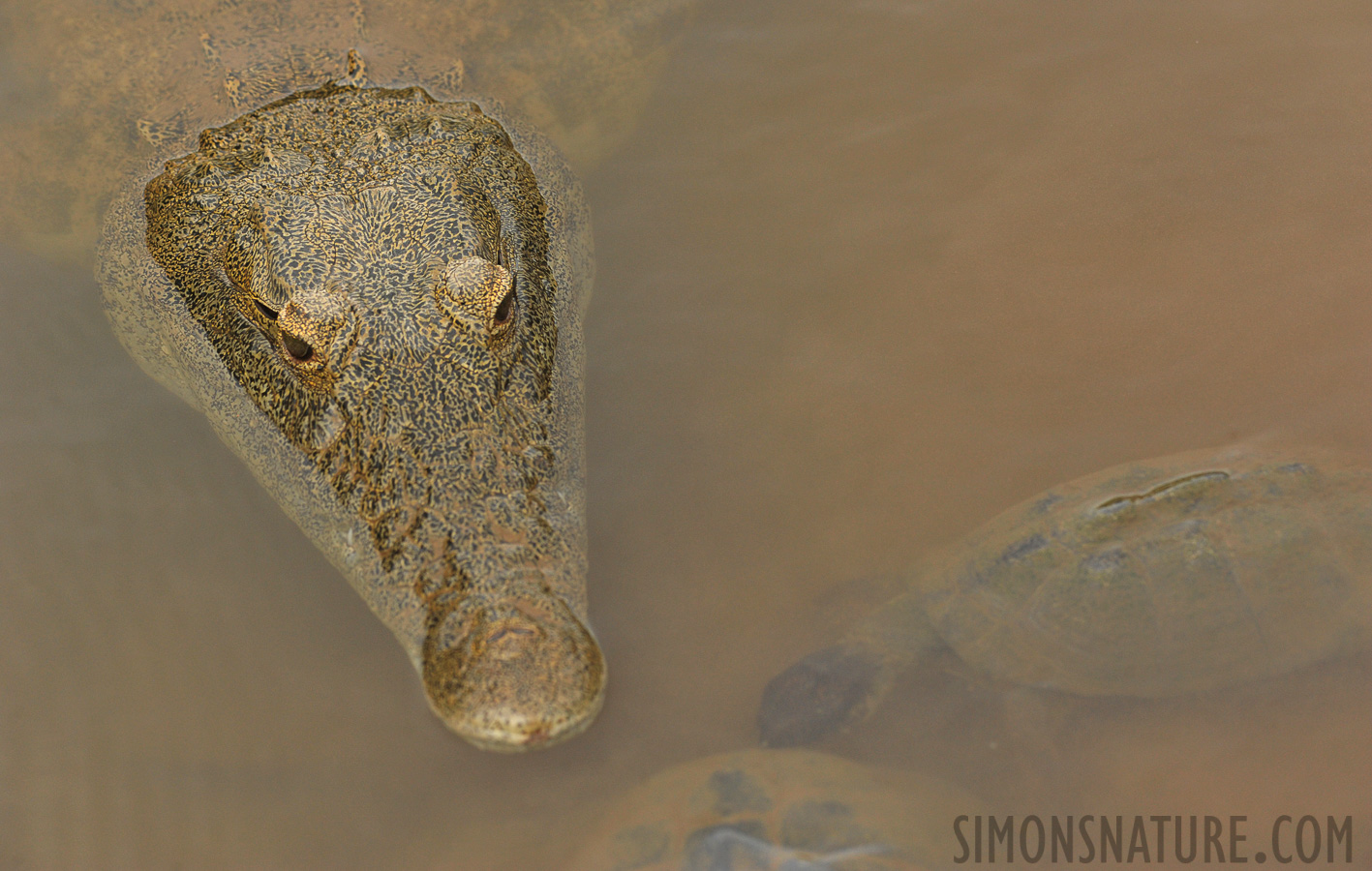 Crocodylus niloticus cowiei [280 mm, 1/640 sec at f / 8.0, ISO 1600]